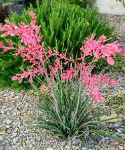 Brighter Blooms Red Yucca Plant SHOP ALL