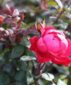 Brighter Blooms Double Knock Out® Rose Shrubs & Hedges 11 Brighter Blooms Double Knock Out® Rose Shrubs & Hedges