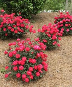 Brighter Blooms Double Knock Out® Rose Shrubs & Hedges 9 Brighter Blooms Double Knock Out® Rose Shrubs & Hedges