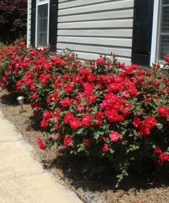 Brighter Blooms Double Knock Out® Rose Shrubs & Hedges 10 Brighter Blooms Double Knock Out® Rose Shrubs & Hedges