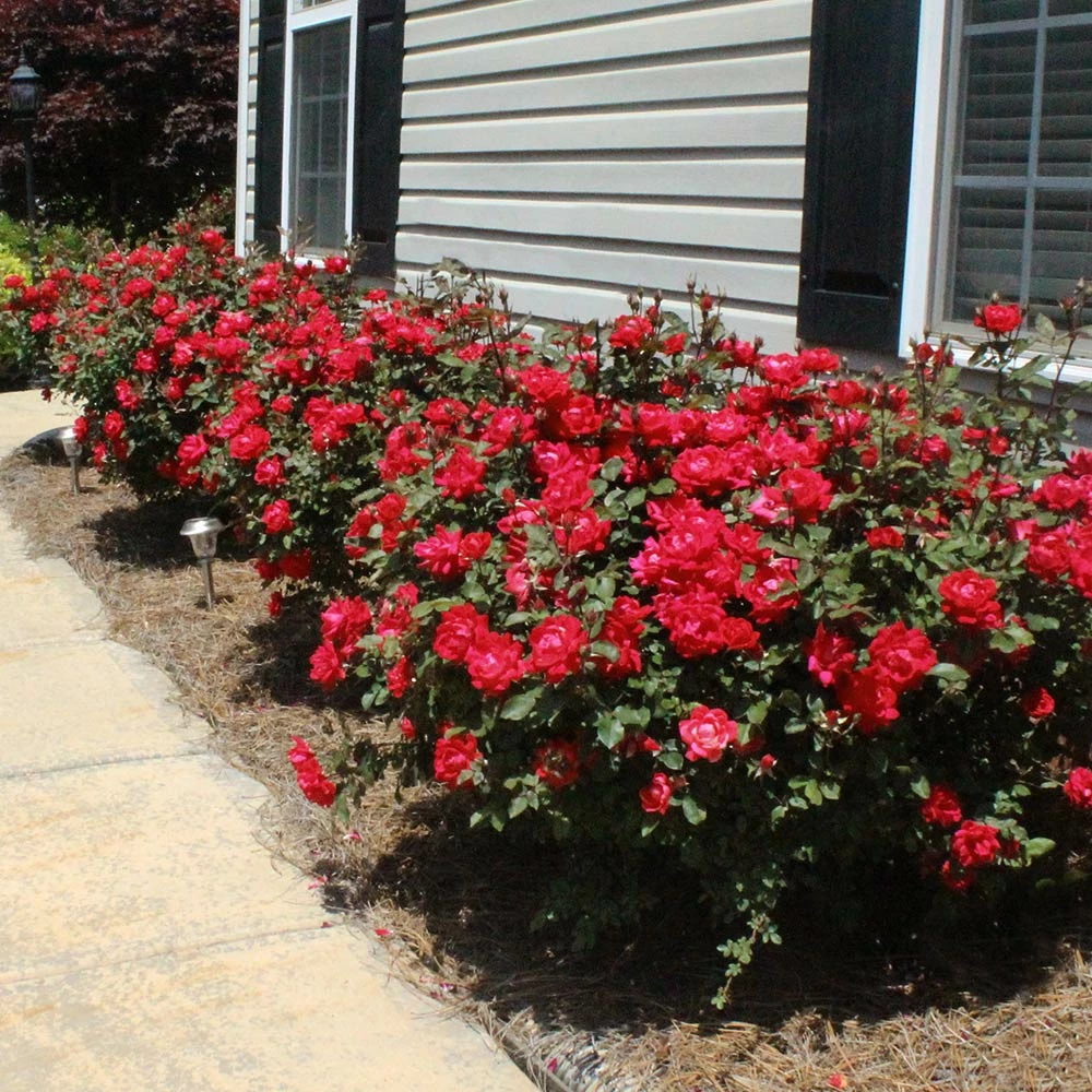Brighter Blooms Double Knock Out® Rose Shrubs & Hedges 5 Brighter Blooms Double Knock Out® Rose Shrubs & Hedges