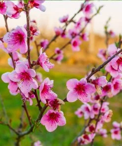 Brighter Blooms Fruit Trees Redskin Peach Tree