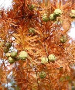 Brighter Blooms Dawn Redwood Tree Arborvitae Trees