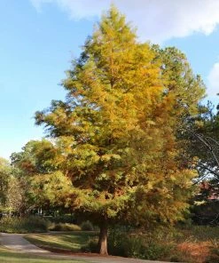 Brighter Blooms Dawn Redwood Tree Arborvitae Trees
