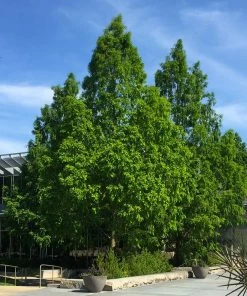 Brighter Blooms Dawn Redwood Tree Arborvitae Trees