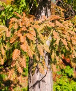 Brighter Blooms Dawn Redwood Tree Arborvitae Trees