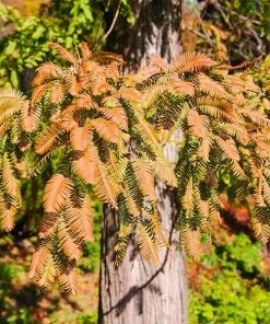 Brighter Blooms Dawn Redwood Tree Arborvitae Trees