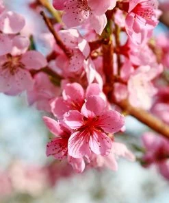 Brighter Blooms Reliance Peach Tree Fruit Trees 6 Brighter Blooms Reliance Peach Tree Fruit Trees