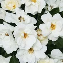 Brighter Blooms White Knock Out® Rose Shrubs & Hedges