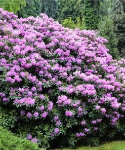 Brighter Blooms Shrubs & Hedges Lavender Rhododendron Shrub
