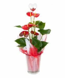 Brighter Blooms Red Anthurium Plant