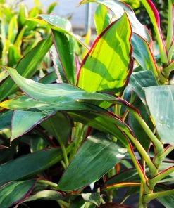 Brighter Blooms Hawaiian Ti Plant 'Rising Sun'