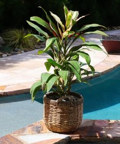 Brighter Blooms Hawaiian Ti Plant 'Rising Sun'