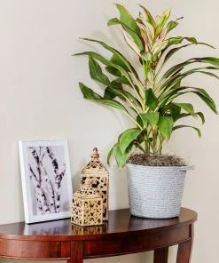 Brighter Blooms Hawaiian Ti Plant 'Rising Sun'