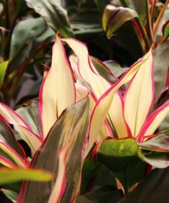 Brighter Blooms Hawaiian Ti Plant 'Rising Sun'