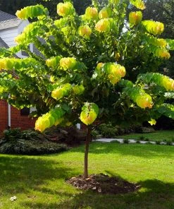 Brighter Blooms The Rising Sun™ Redbud Tree