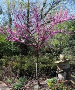 Brighter Blooms The Rising Sun™ Redbud Tree