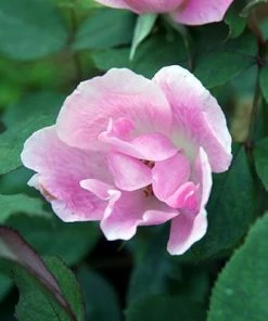 Brighter Blooms Roses Blushing Knock Out® Rose