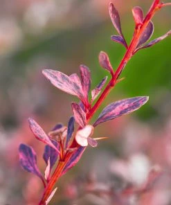 Brighter Blooms Rose Glow Barberry Shrub 7 Brighter Blooms Rose Glow Barberry Shrub