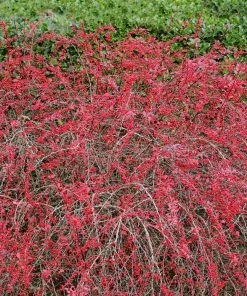 Brighter Blooms Rose Glow Barberry Shrub 8 Brighter Blooms Rose Glow Barberry Shrub