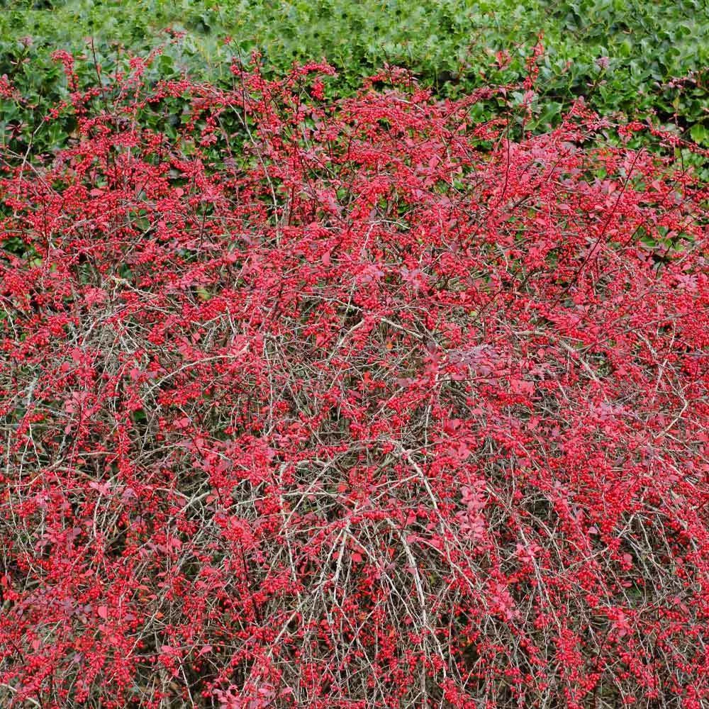 Brighter Blooms Rose Glow Barberry Shrub 4 Brighter Blooms Rose Glow Barberry Shrub