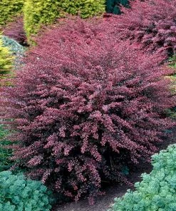 Brighter Blooms Rose Glow Barberry Shrub