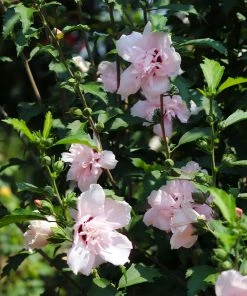 Brighter Blooms Pink Rose Of Sharon Althea Shrub 5 Brighter Blooms Pink Rose Of Sharon Althea Shrub