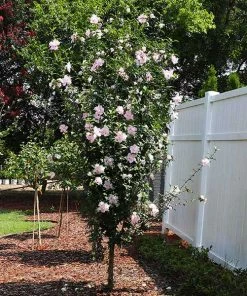 Brighter Blooms Pink Rose Of Sharon Althea Shrub