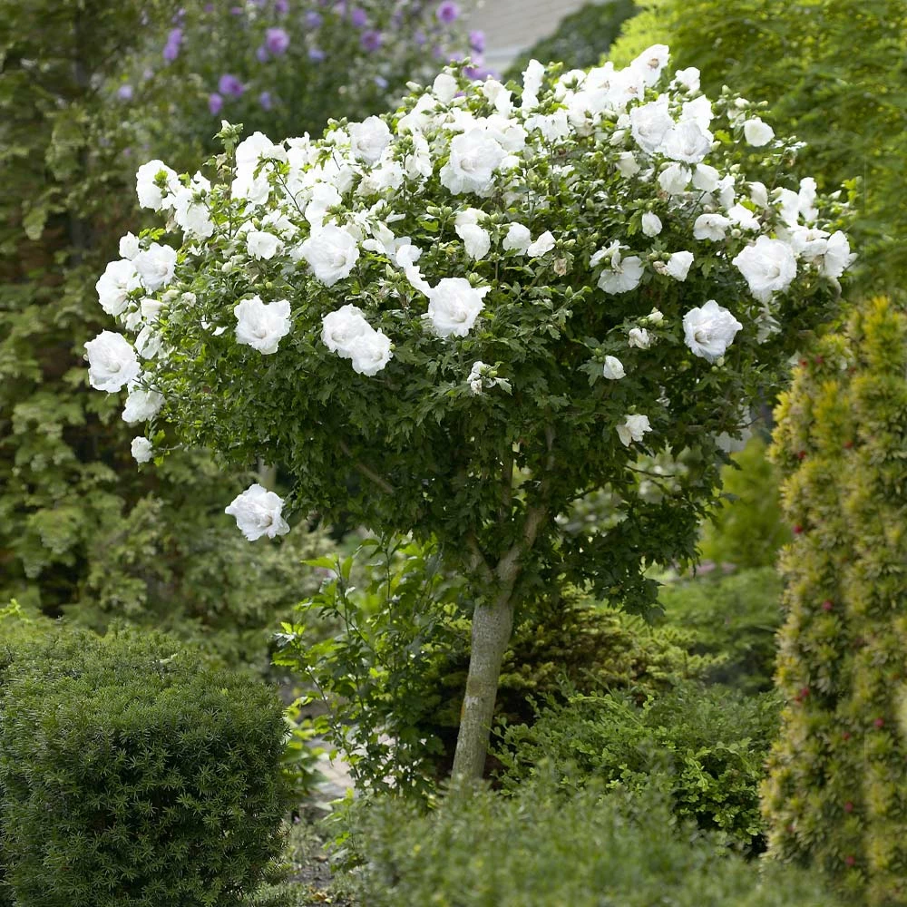 Brighter Blooms White Rose Of Sharon Althea Tree Shrubs & Hedges 2 Brighter Blooms White Rose Of Sharon Althea Tree Shrubs & Hedges