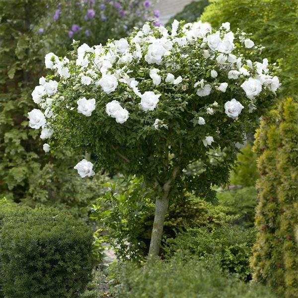 Brighter Blooms White Rose Of Sharon Althea Tree Shrubs & Hedges 1 Brighter Blooms White Rose Of Sharon Althea Tree Shrubs & Hedges