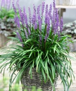 Brighter Blooms Royal Purple Liriope Shrub