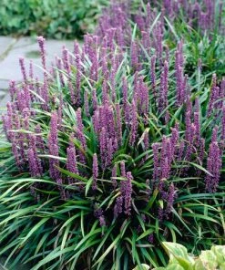 Brighter Blooms Royal Purple Liriope Shrub 5 Brighter Blooms Royal Purple Liriope Shrub