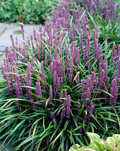 Brighter Blooms Royal Purple Liriope Shrub 3 Brighter Blooms Royal Purple Liriope Shrub