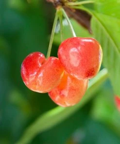 Brighter Blooms Royal Ann Cherry