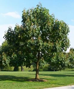 Brighter Blooms Royal Empress Tree Flowering Trees