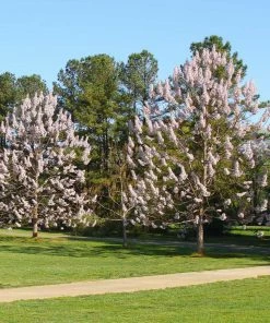 Brighter Blooms Royal Empress Tree Flowering Trees