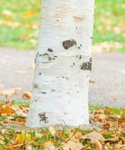 Brighter Blooms Royal Frost Birch Shade Trees 6 Brighter Blooms Royal Frost Birch Shade Trees