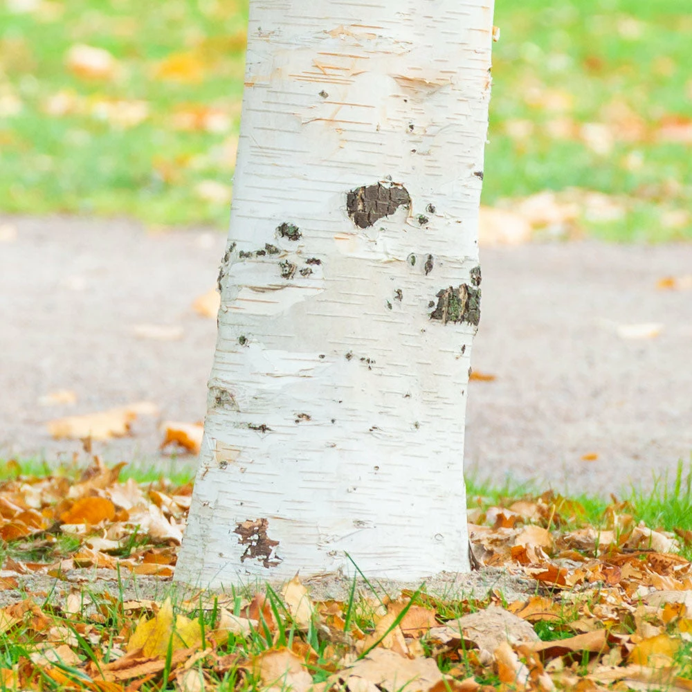 Brighter Blooms Royal Frost Birch Shade Trees 3 Brighter Blooms Royal Frost Birch Shade Trees