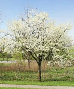 Brighter Blooms Royal White Redbud Tree Flowering Trees