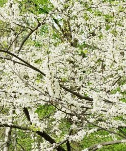 Brighter Blooms Royal White Redbud Tree Flowering Trees