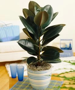 Brighter Blooms House & Patio Rubber Tree Plant