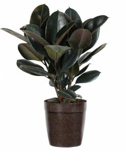 Brighter Blooms House & Patio Rubber Tree Plant