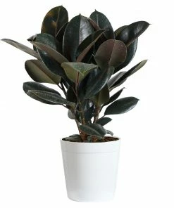 Brighter Blooms House & Patio Rubber Tree Plant
