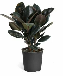 Brighter Blooms House & Patio Rubber Tree Plant
