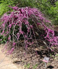 Brighter Blooms Ruby Falls Redbud Tree Flowering Trees