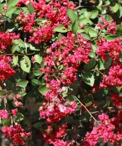 Brighter Blooms Ruby Prince™ Emerald Empire® Crape Myrtle Tree Flowering Trees