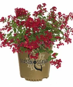 Brighter Blooms Ruby Prince™ Emerald Empire® Crape Myrtle Tree Flowering Trees 8 Brighter Blooms Ruby Prince™ Emerald Empire® Crape Myrtle Tree Flowering Trees