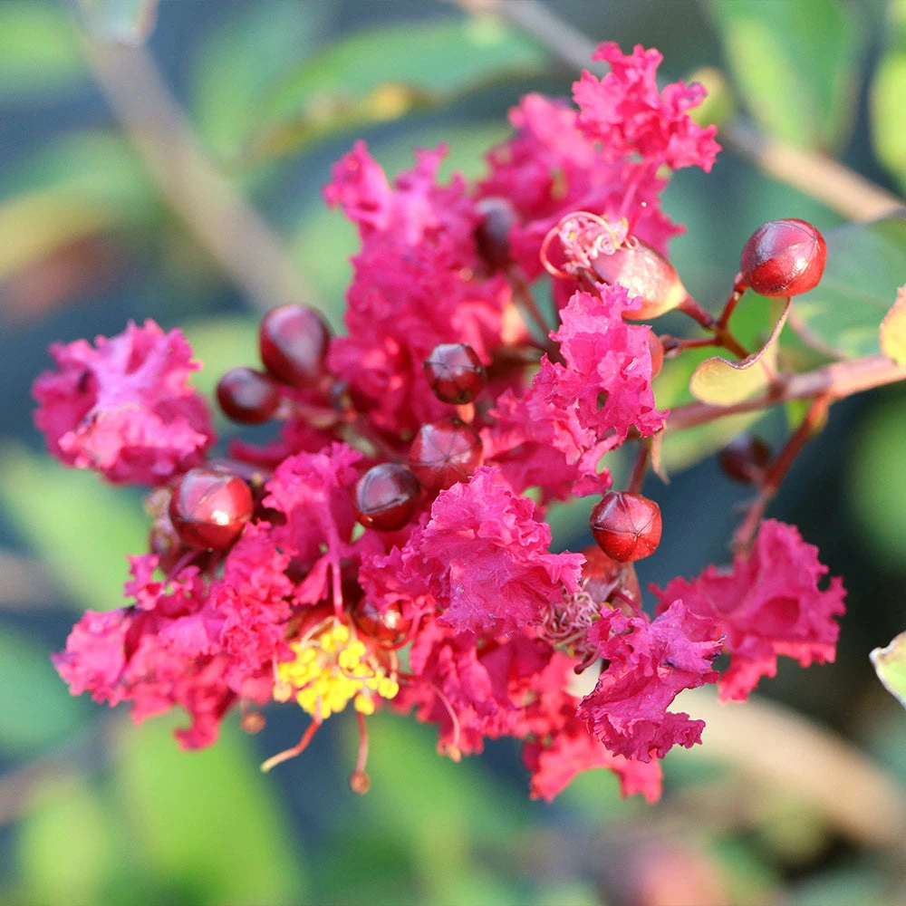 Brighter Blooms Ruby Prince™ Emerald Empire® Crape Myrtle Tree Flowering Trees 5 Brighter Blooms Ruby Prince™ Emerald Empire® Crape Myrtle Tree Flowering Trees