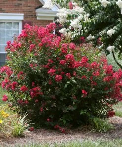 Brighter Blooms Ruby Prince™ Emerald Empire® Crape Myrtle Tree Flowering Trees 7 Brighter Blooms Ruby Prince™ Emerald Empire® Crape Myrtle Tree Flowering Trees