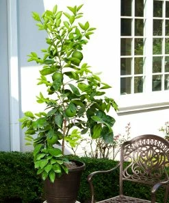 Brighter Blooms Ruby Red Grapefruit Tree New Trees 9 Brighter Blooms Ruby Red Grapefruit Tree New Trees